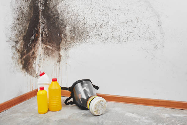 Certified Mold Removal in Grass Valley, CA