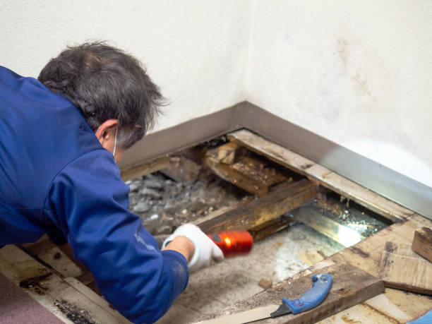 Best Professional Mold Removal  in Grass Valley, CA