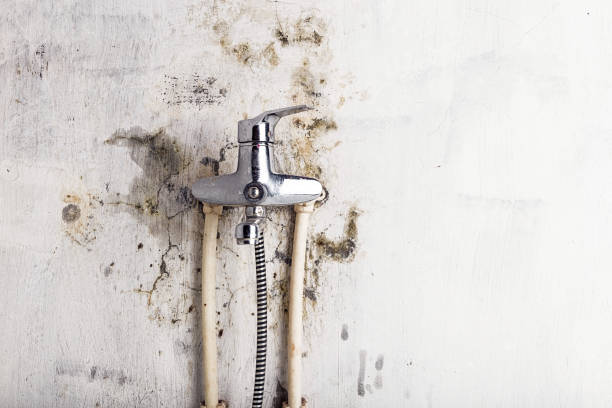  Grass Valley, CA Mold Removal Pros
