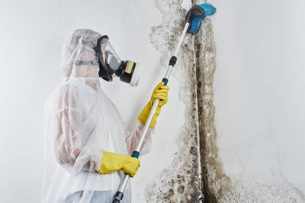 Best Mold Remediation  in Grass Valley, CA