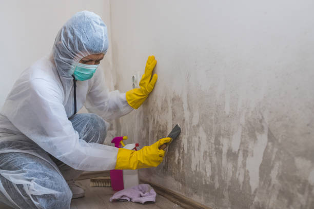 Best Mold Damage Repair  in Grass Valley, CA