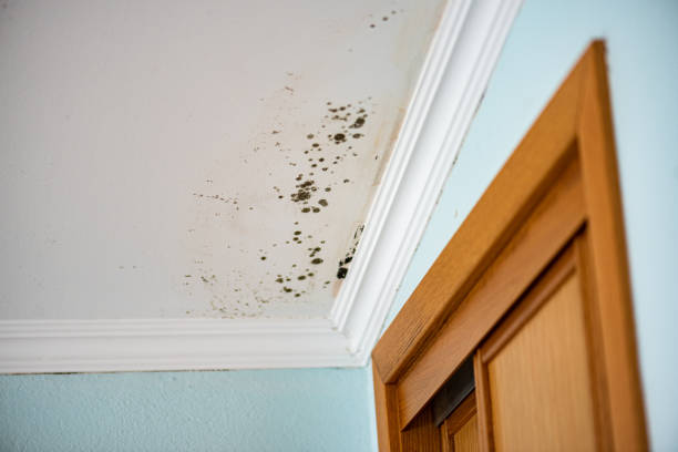 Best Mold Removal Near Me  in Grass Valley, CA