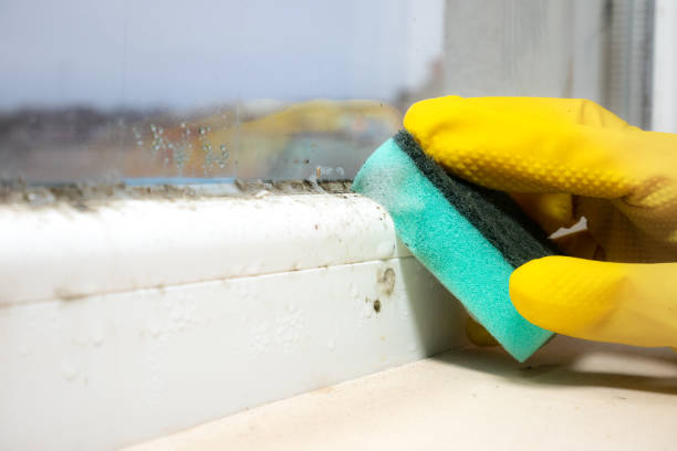 Best Attic Mold Removal  in Grass Valley, CA