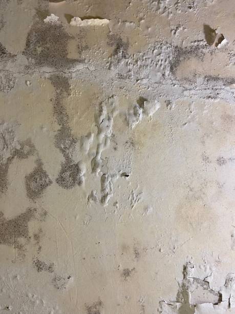 Professional Mold Removal in Grass Valley, CA