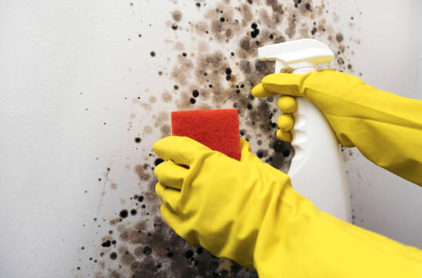 Best Crawl Space Mold Removal  in Grass Valley, CA