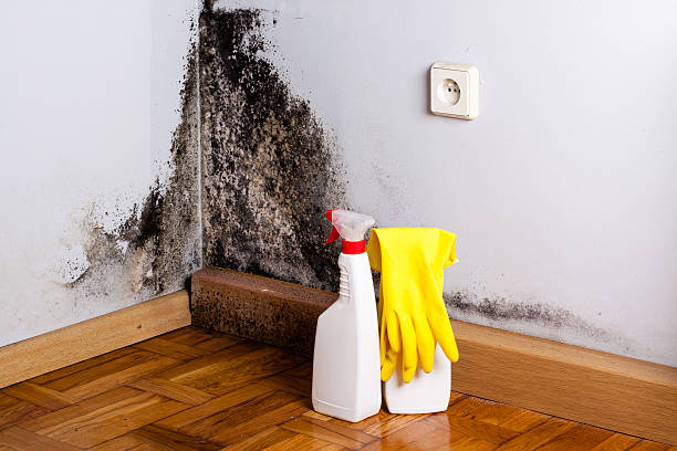 Best Certified Mold Removal  in Grass Valley, CA
