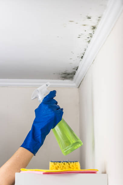 Best Fast Mold Removal  in Grass Valley, CA